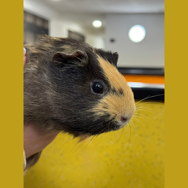 Photo of Rosy
