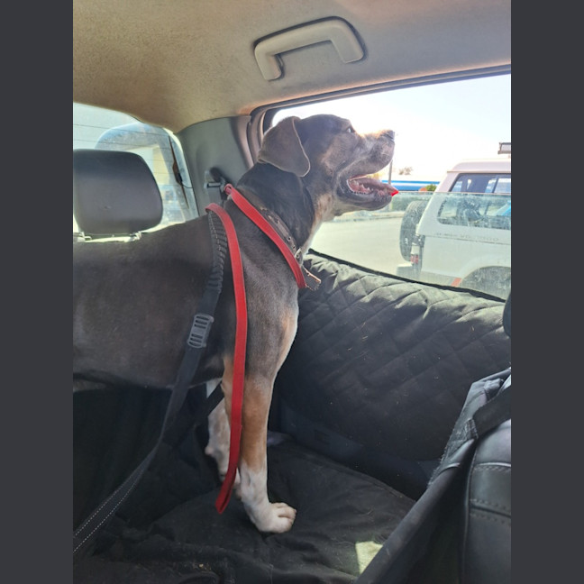 Photo of Buddy Two