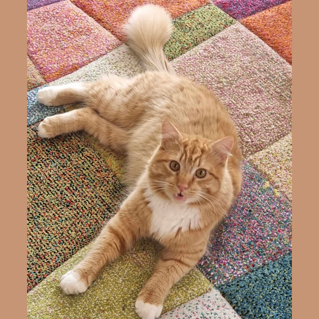 Photo of Claude 🦁🐈