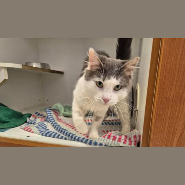 Photo of Bingo