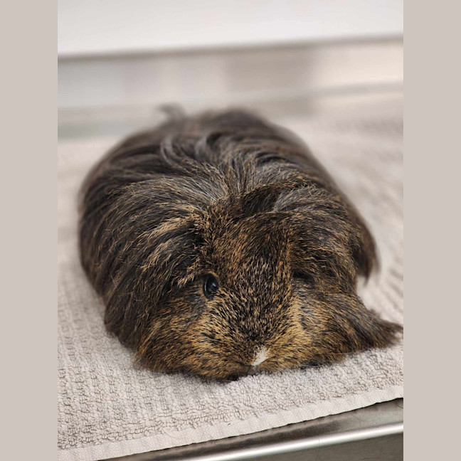 Photo of 🧉 Cola 6177 🧉