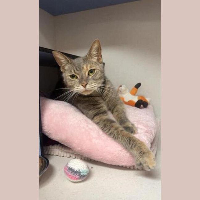 Photo of Misty