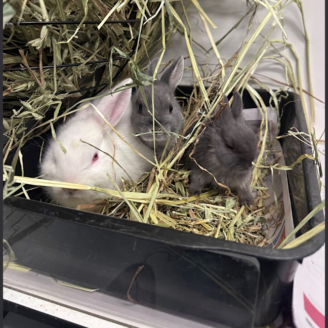 Photo of Blinky (Bonded To Bambi)