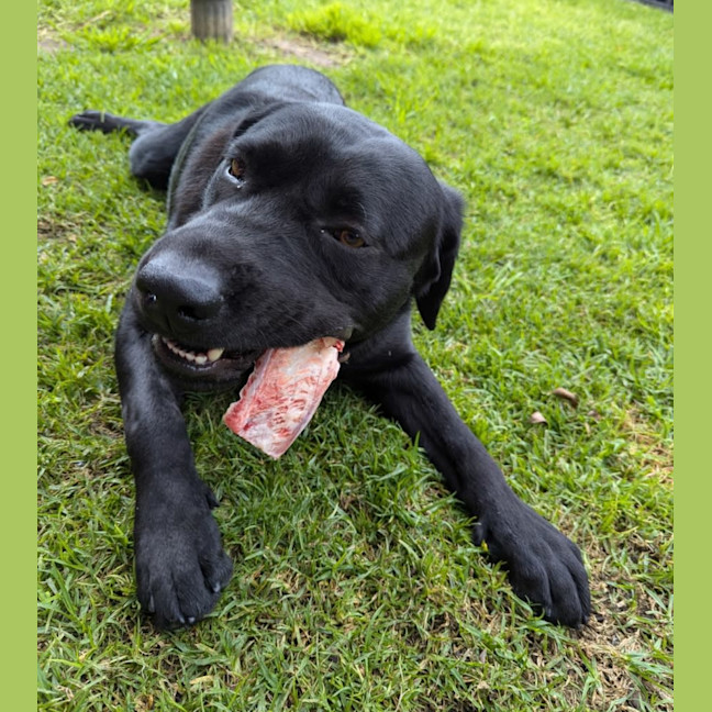 Photo of Buddy