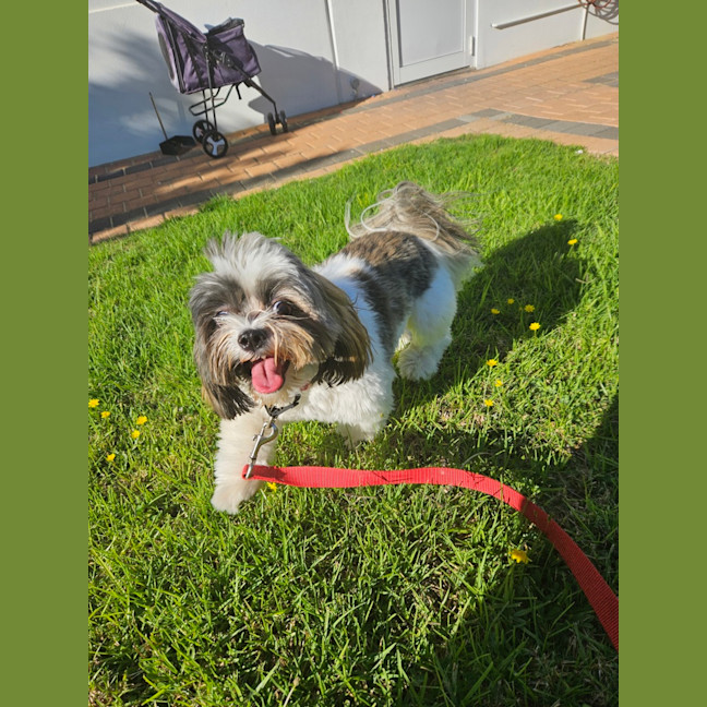 Photo of Alfie