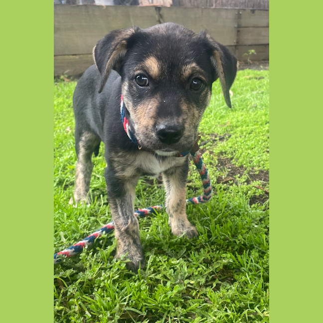 Photo of Maggie