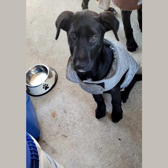 Photo of Macey   12 Week Old Wolfhound X
