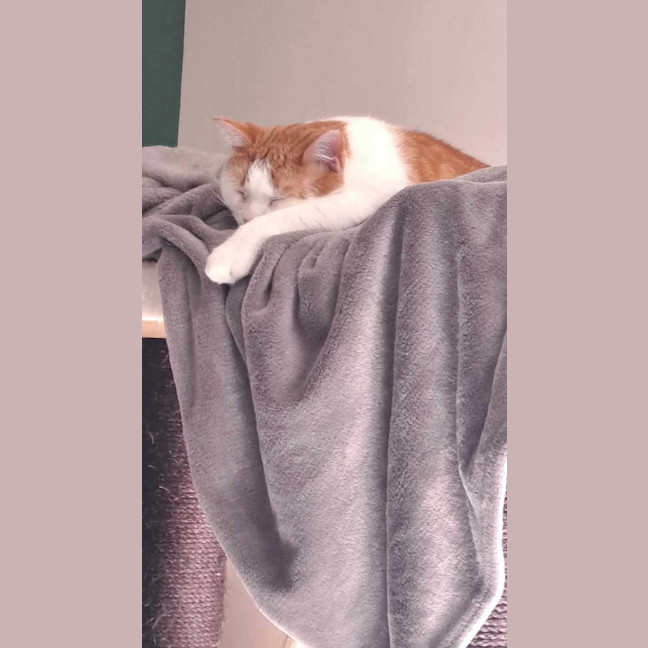 Photo of Poisiden   Can Deliver To You If Needed