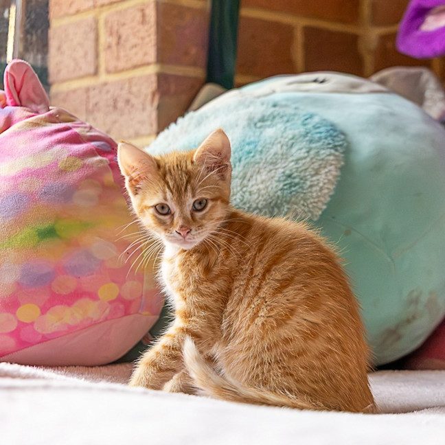 Photo of Nacho