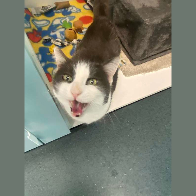 Photo of Mr Whiskers