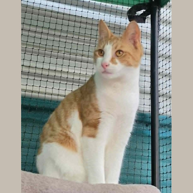 Photo of Jonas ** 2nd Chance Cat Rescue**