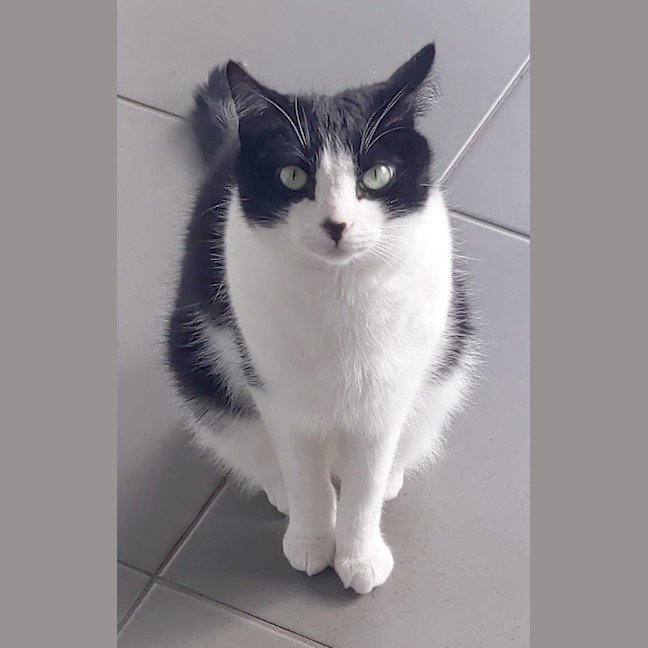 Photo of Loki Sweetness