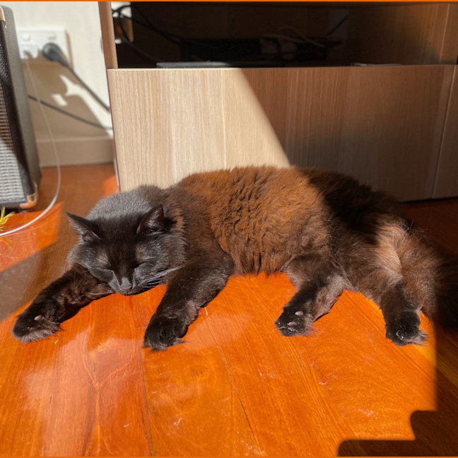 Photo of Kiki   In Foster In Preston