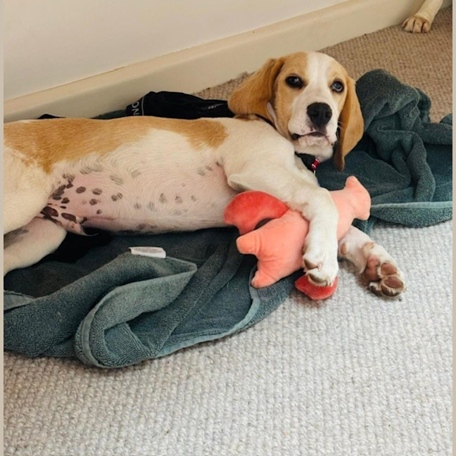 Photo of Henry B   3 Month Old Beagle