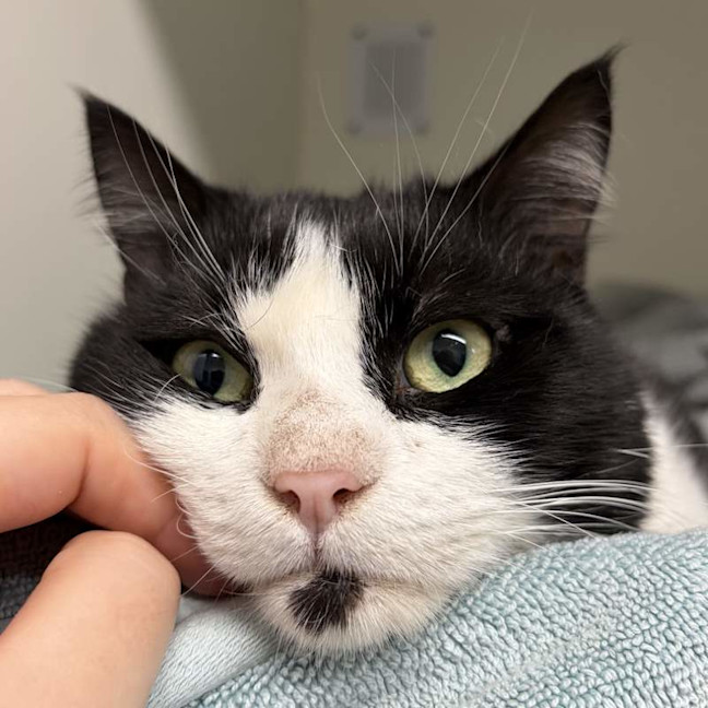 Photo of Tux