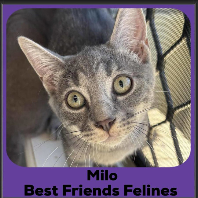 Photo of Milo 