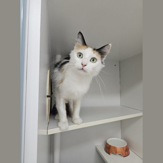 Photo of Callie