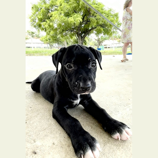 Photo of Juno