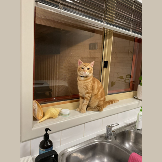Photo of Popeye