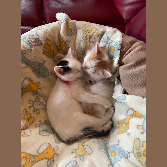 Photo of Crumpet