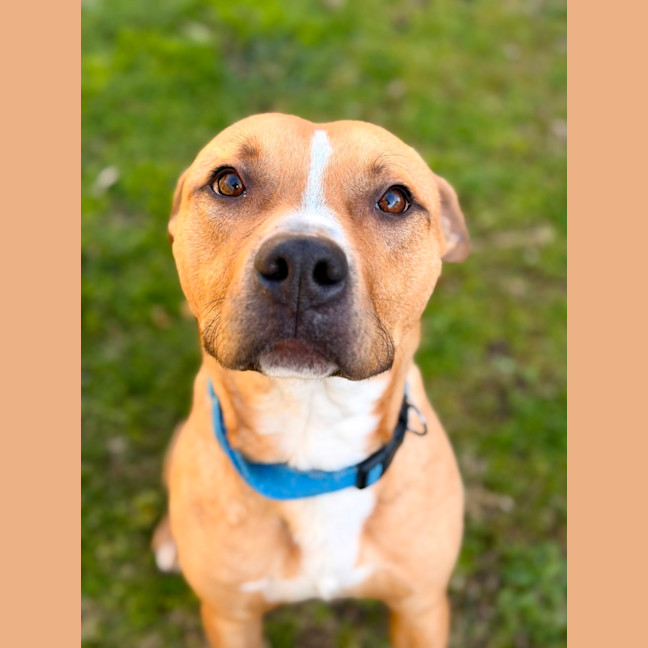 Photo of Bowser