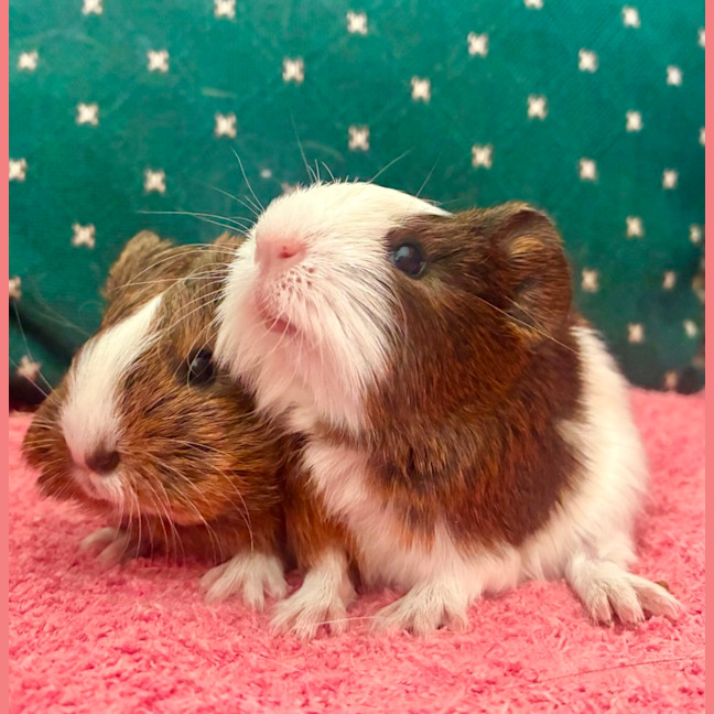 Photo of Walnut And Oakley