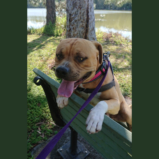 Photo of Barney