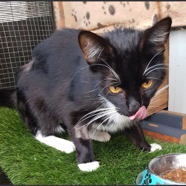 Photo of Betty Boop Now Available At Pet Quarters Morisset