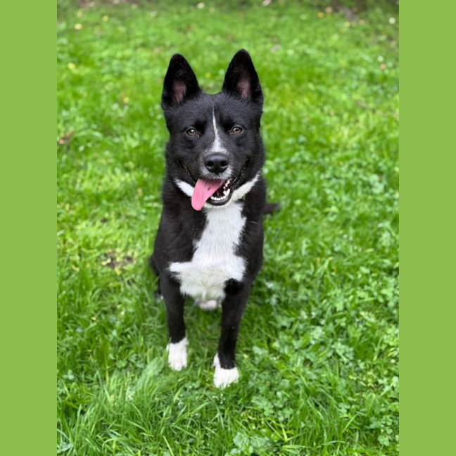 Photo of Shadow Moon 