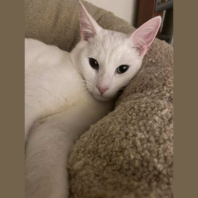 Photo of Koko