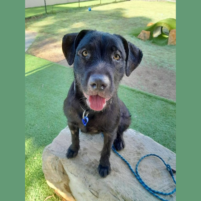 Photo of Tui   1 Year Old Wolfhound X