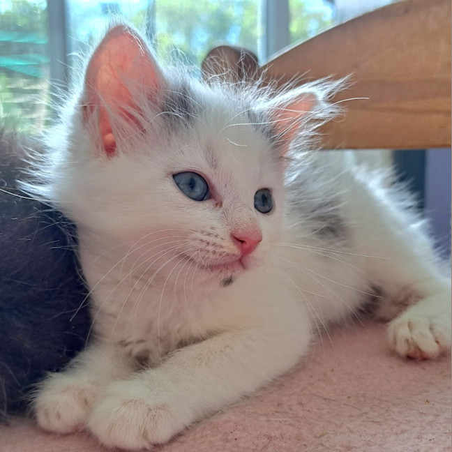 Photo of C1448 Snowflake