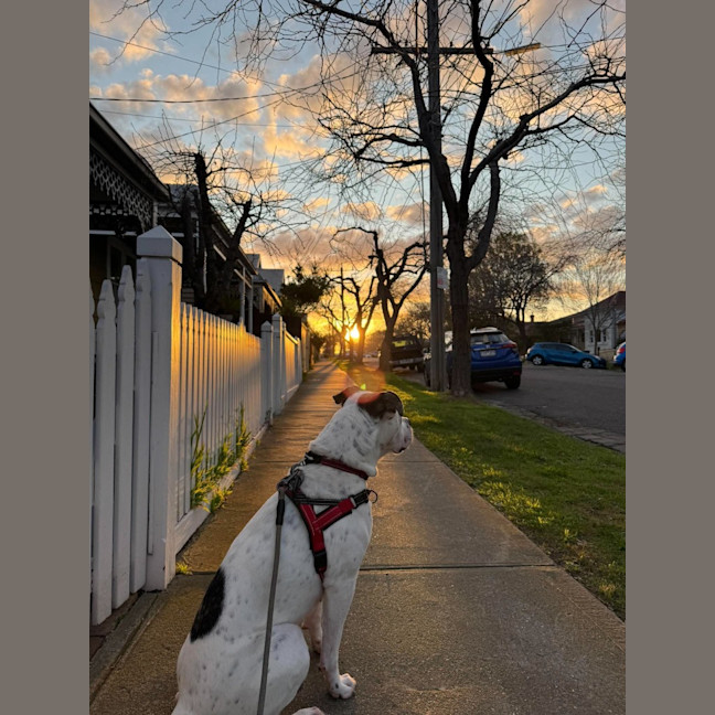 Photo of Nala