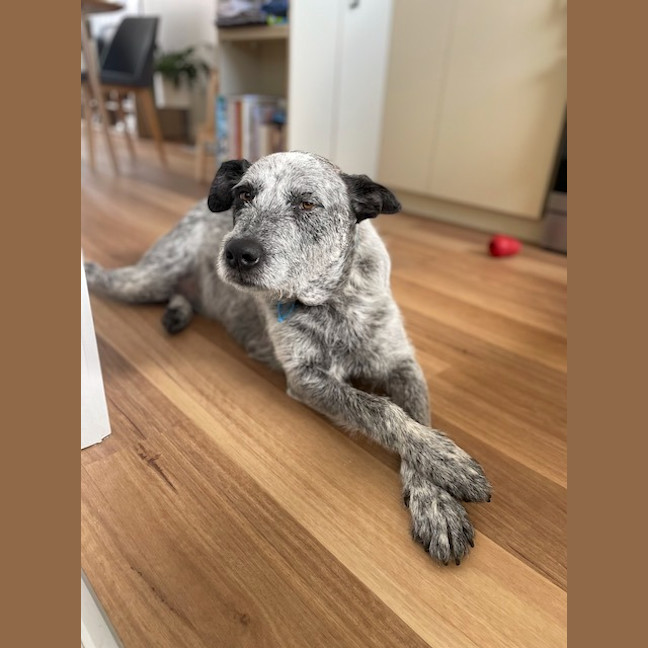 Photo of Scruffy