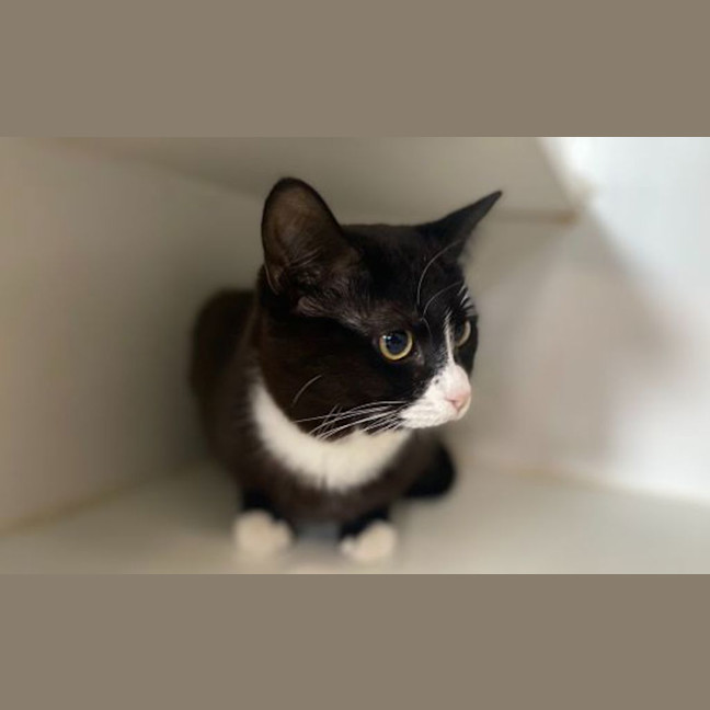 Photo of Echo