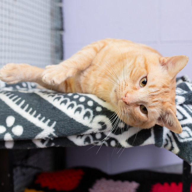 Photo of Grilled Cheese