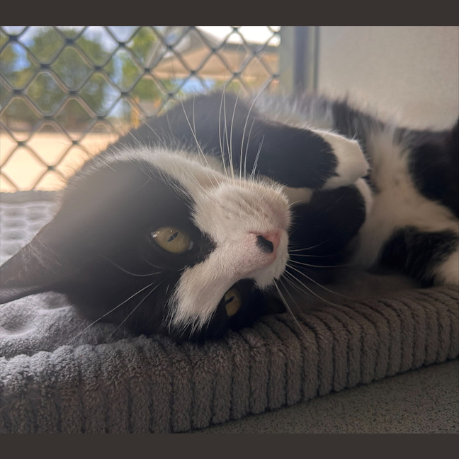Photo of Mittens