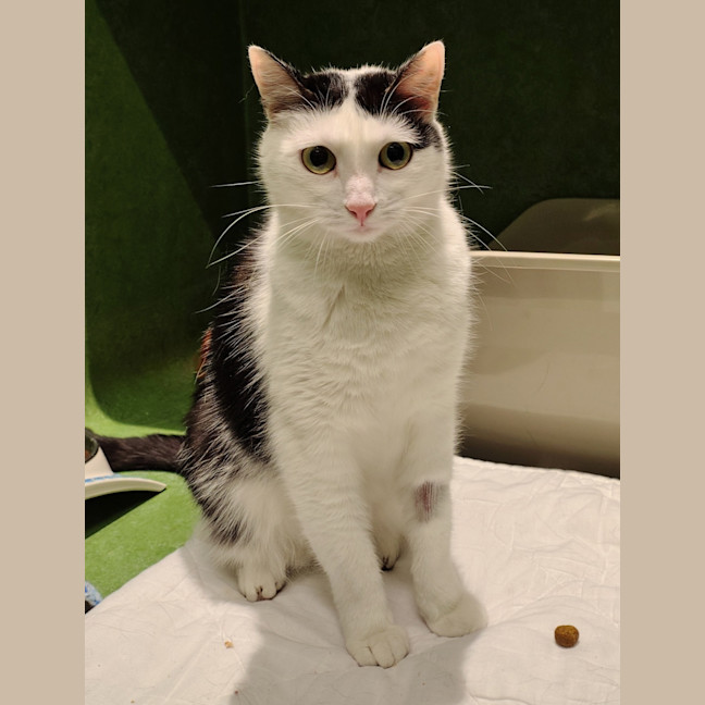 Photo of Binky