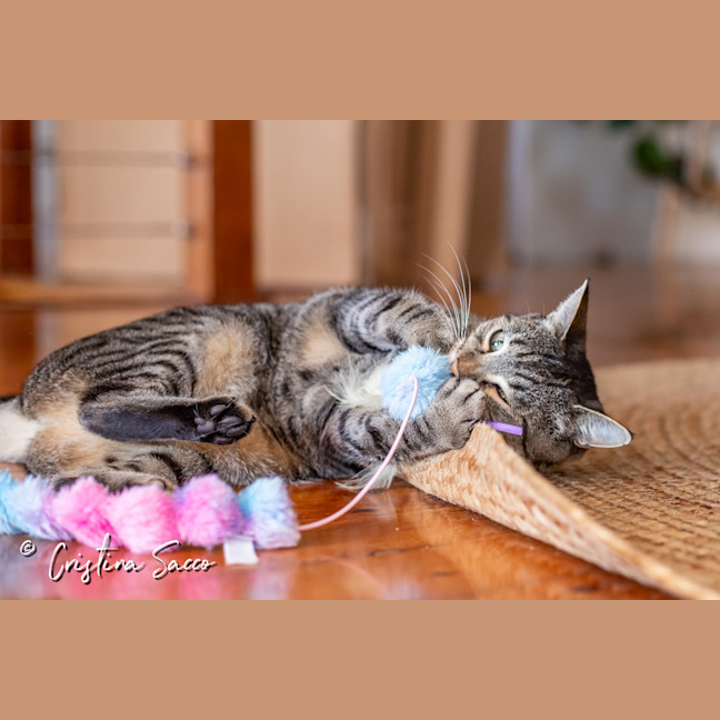 Photo of Missy