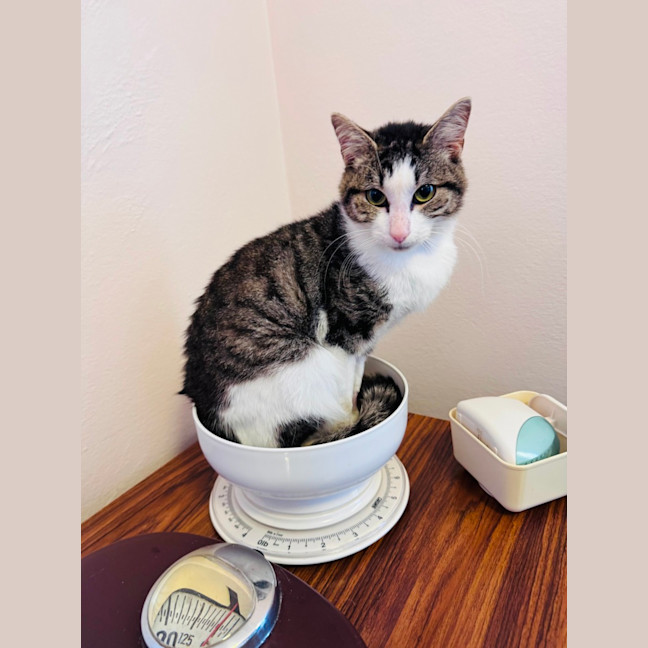 Photo of Tristan (Jasper)