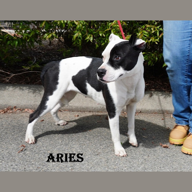 Photo of Aries