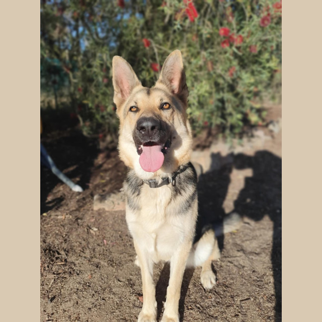 Photo of Bella