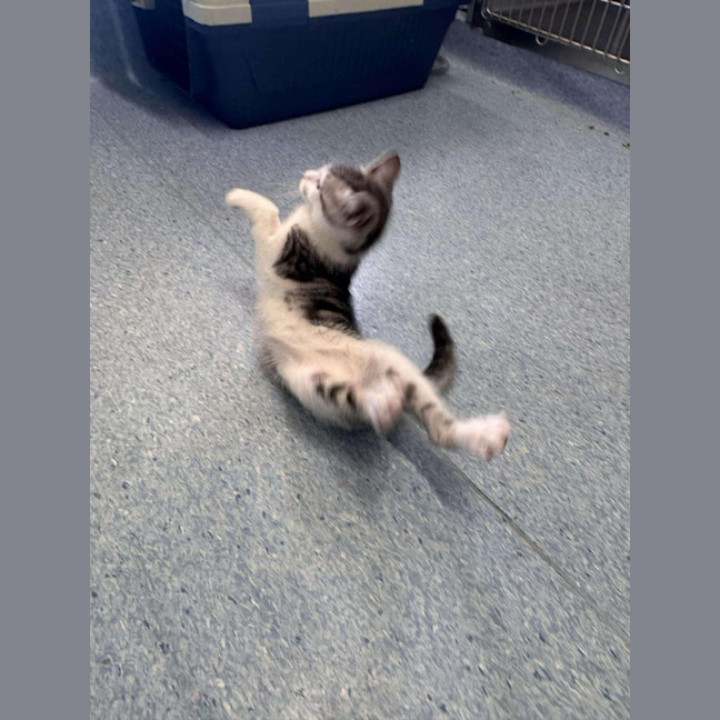 Photo of Azriel   Located In Kew