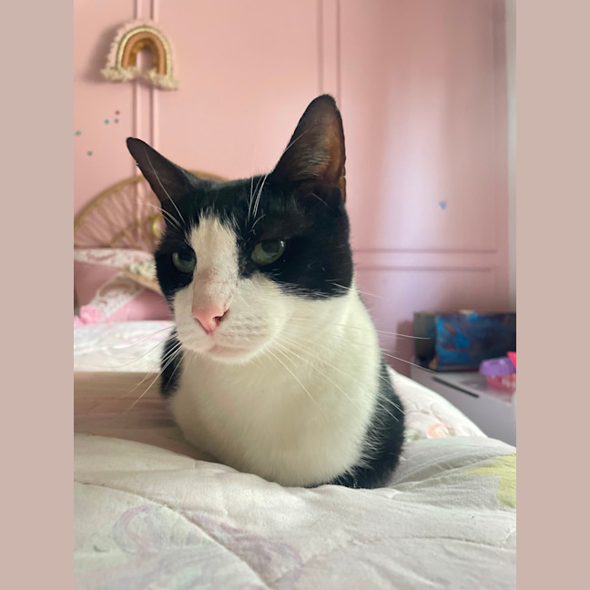 Photo of Dasher