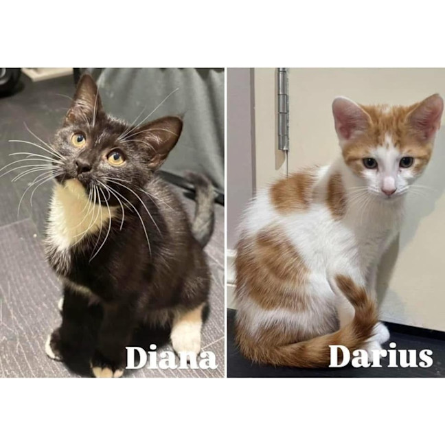 Photo of 11712   Darius