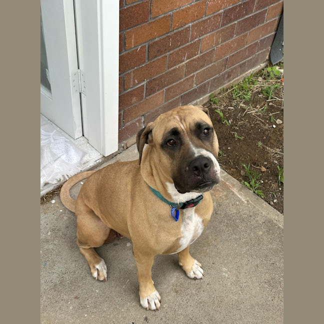 Photo of Tess   5 Year Old Mastiff X Staffy