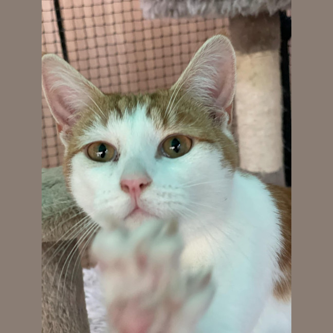 Photo of Mr. Smiley Meow ** 2nd Chance Cat Rescue**