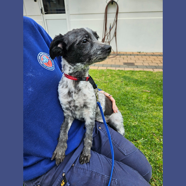 Photo of Pepper