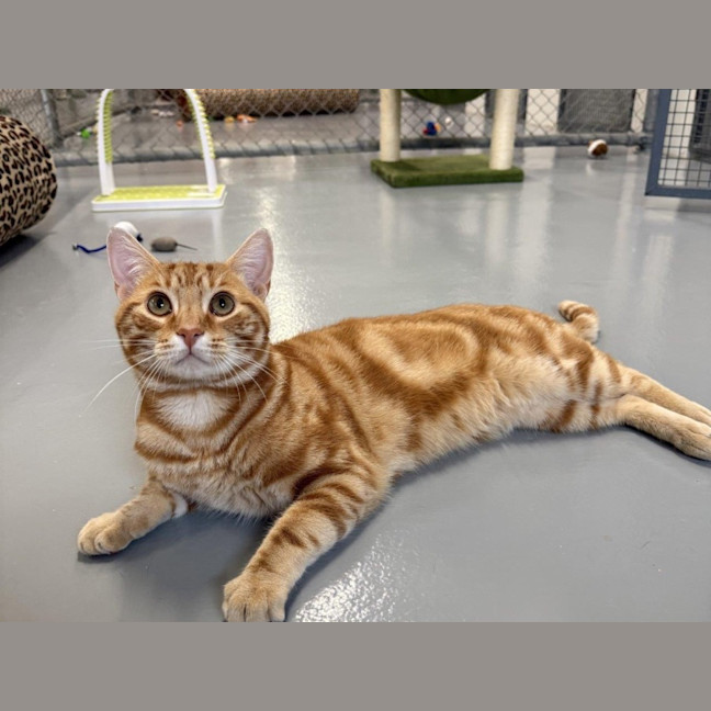 Photo of Antonio Bulleau