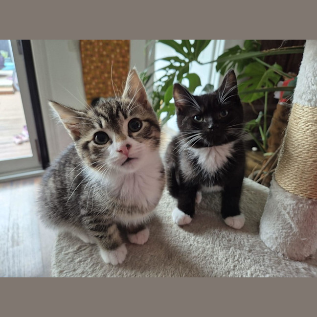 Photo of Boo & Pip